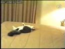 Cat Jumps Into Wall