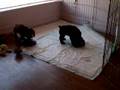Skye Puppies 2