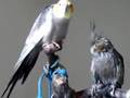 Three Fantastic Pets