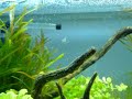 camarones