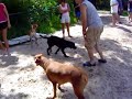 Ever wonder how dogs party?