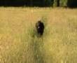 Bouvier-des-Flandres