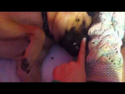 Mziekittenxoxo - hes a puggle and i love him.
