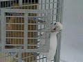 Baby Ditty the Goffin Cockatoo busting out parott pals