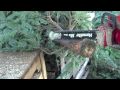 The Christmas Tree Hunt Is ON 12/5/09