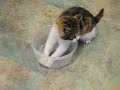 Bowl of Honey
