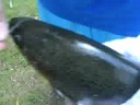 Save the Fish! Don't Hurt It!