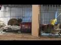 IFAW Rescue Shelter in Texas