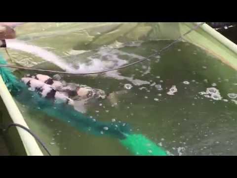 карп нерест видео карп нерест видео