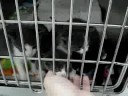 Kittens at humane society Kittens at humane society