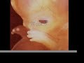 Fetal Development Fetal Development