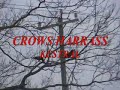  Kestral attack eat fly swoop crows harass sparrow hawk bird prey predator