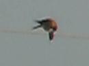Hawk (Kestral) killing rodent; Crows attack harass kestral