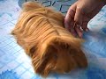 Grooming Patsy (Peruvian Cavy) Grooming Patsy (Peruvian Cavy)