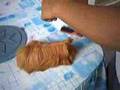 Grooming Patsy (Peruvian Cavy)