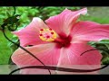NA�MA ZOUK \"Avec ou sans toi\" http://jessykah.skyblog.com/