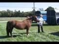 Maggie *The Danger* Pony Euthanized UNFAIRLY!!