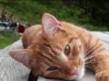 Magnificat