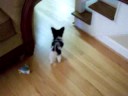 twyla the cute papillon dog 2