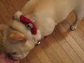 Happy Holidays from Jack the French Bulldog