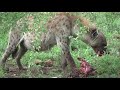 Hyena kill Hyena kill