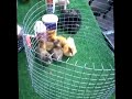 Ducklings and one of our Incubators at www.essexchickens.co.uk