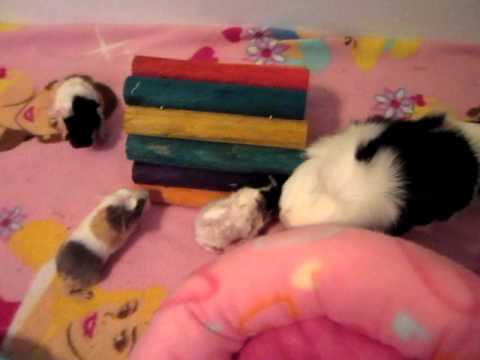 how to care guinea pig babies
