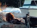 Brown bear kills moose in driveway