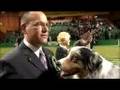 Crufts 2006 Best in Show Winner