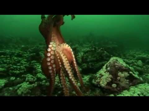 Unternehmen Oktopus - Vorstoß ins Reich der Riesenkraken - Arte - Teil 1 von 3