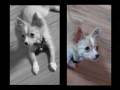 videos de Ginger - 4 mths
