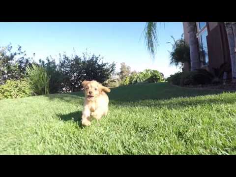 Wendy Red Cavapoo Puppy 4 Sale