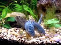 Feeding Gourami tank part 2