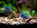 46G bowfront planted freshwater aquarium. Contains:  1 Blue Gourami2 Blue Opaline Gouramis4 Gold Gouramis1 Dwarf Gourami4 Rainbow Sharks1 Pleco andSeveral species of freshwater plants including: Cabomba Anacharis Amazon Sword Water Sprite Dwarf Hairgrass, etc.