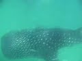 Isla holbox casa iguana Tiburon ballena Whale Shark