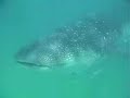 Isla holbox casa iguana Tiburon ballena Whale Shark