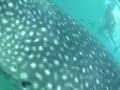 Isla holbox casa iguana Tiburon ballena Whale Shark