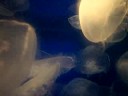 Coolest jelly fishes Coolest jelly fishes