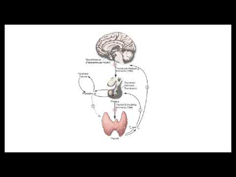 how to self check your thyroid