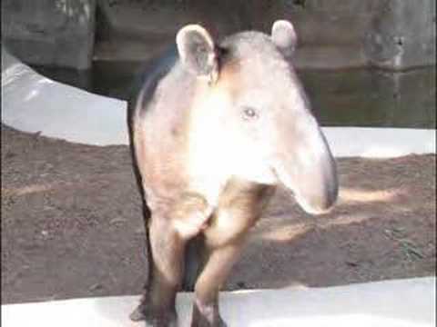 Call of a Baird's Tapir - also ...