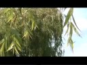 une bande-annonce sans parole du court-m�trage 