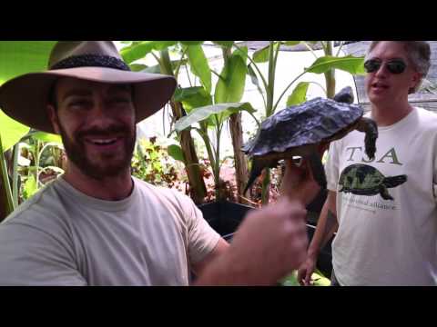 YouTube reptile video