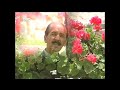 afghan song 2010