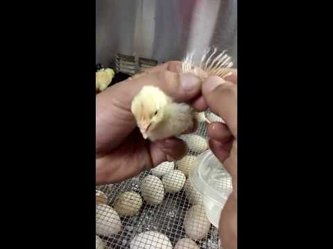 how to vent check a chicken