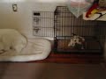 11/18/2008 The Pets at Night!  4065