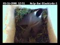 Chickadee building nest 03-16-2008