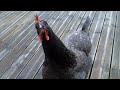 Ma poule bleue