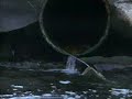 Valfilm Bush 1998