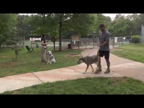 how to train aussiedoodle