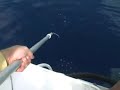 Amberjack Fishing - Russians in Brisbane Amberjack Fishing - Russians in Brisbane